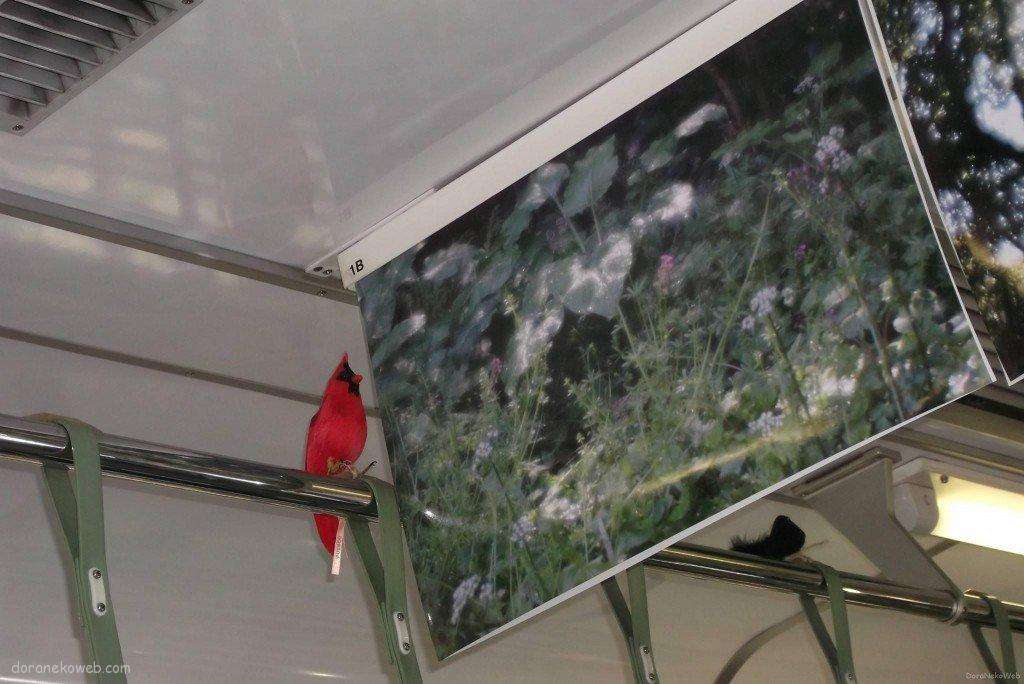 車内の小鳥@叡山電車