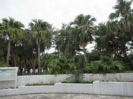青島亜熱帯植物園の愛称は宮交ボタニックガーデン青島。