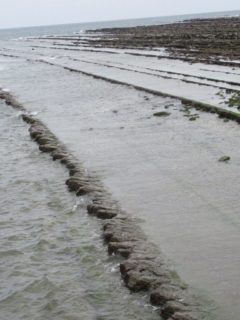 鬼の洗濯板は、隆起海床と奇形波蝕痕で、国の天然記念物。