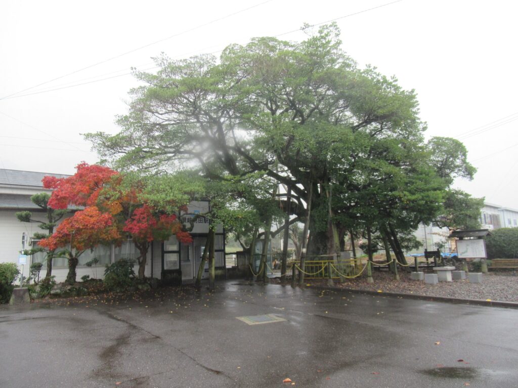 讃岐財田駅前のタブノキは、樹齢700～800年と言われる巨木。