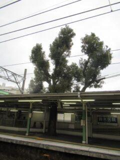 服部天神駅も、ホームにご神木がございます。