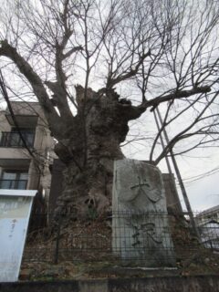 上栄町駅のそばにある、蓮如上人御旧跡の犬塚の欅。