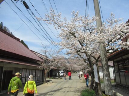 がいせん桜は、日露戦争の戦勝を記念し、旧出雲街道に植えられた桜。
