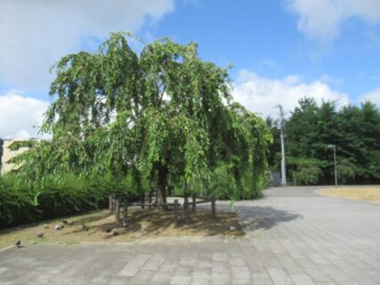 仙台の西公園にある、愛姫櫻でございます。