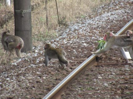 三岐鉄道三岐線西野尻駅のホームと線路を横断する、猿軍団。