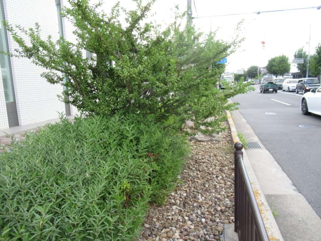 北野白梅町の雨庭(京都市)
