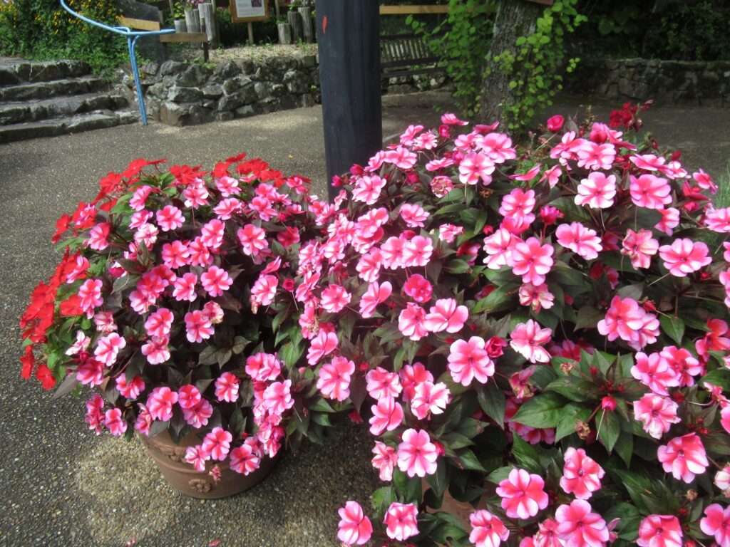 ガーデンミュージアム比叡(京都市)