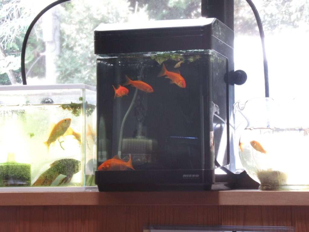 いかだち食堂(大津市)