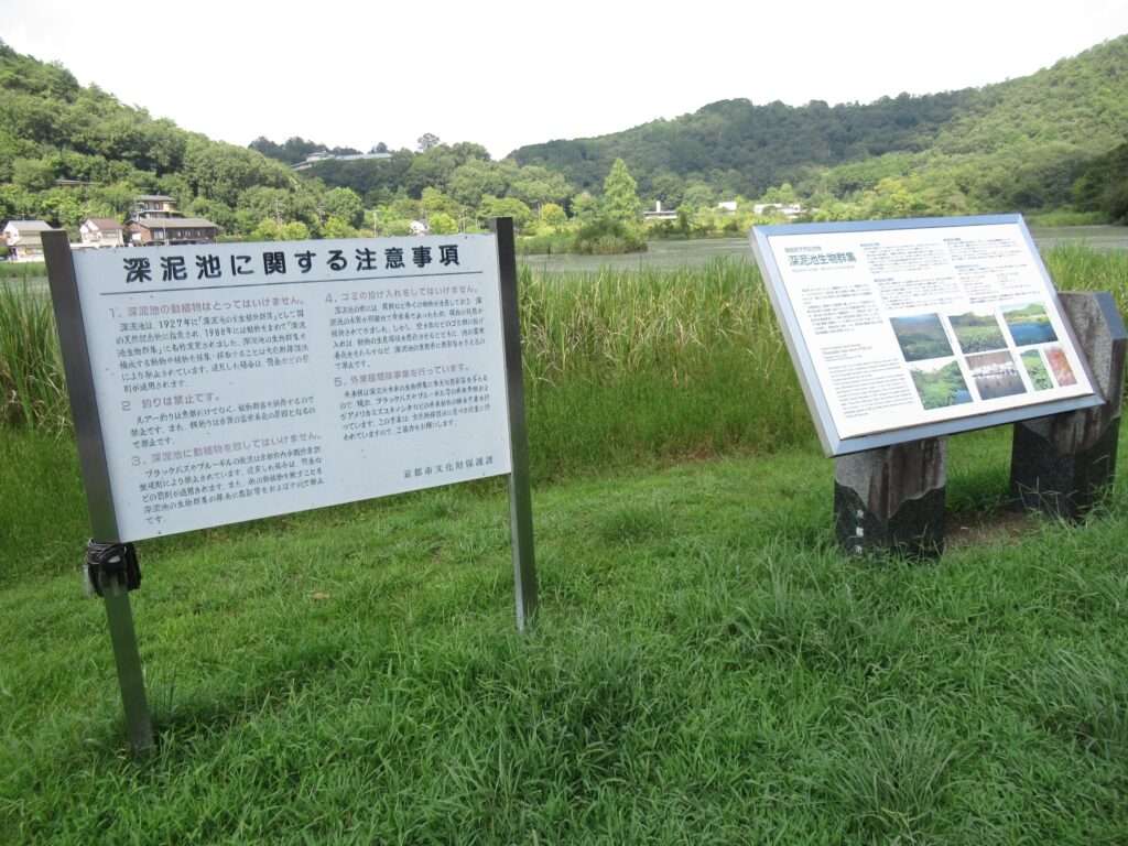 深泥池(京都市)