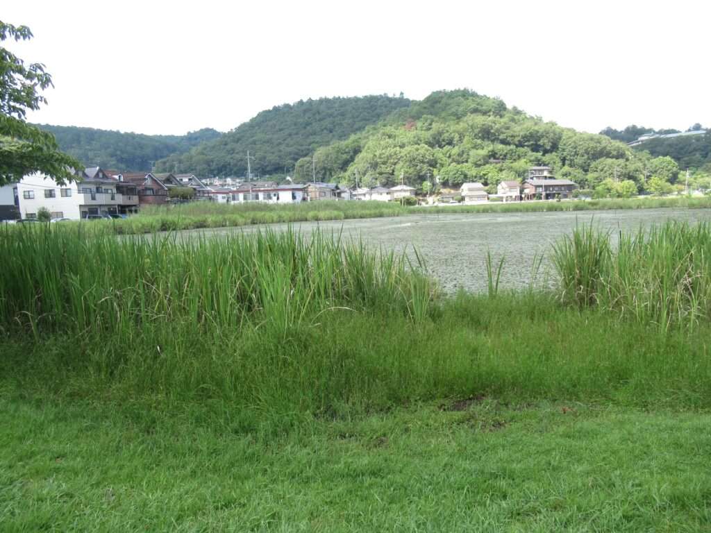 深泥池(京都市)