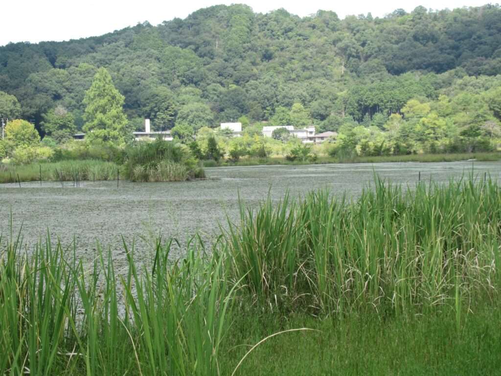 深泥池(京都市)