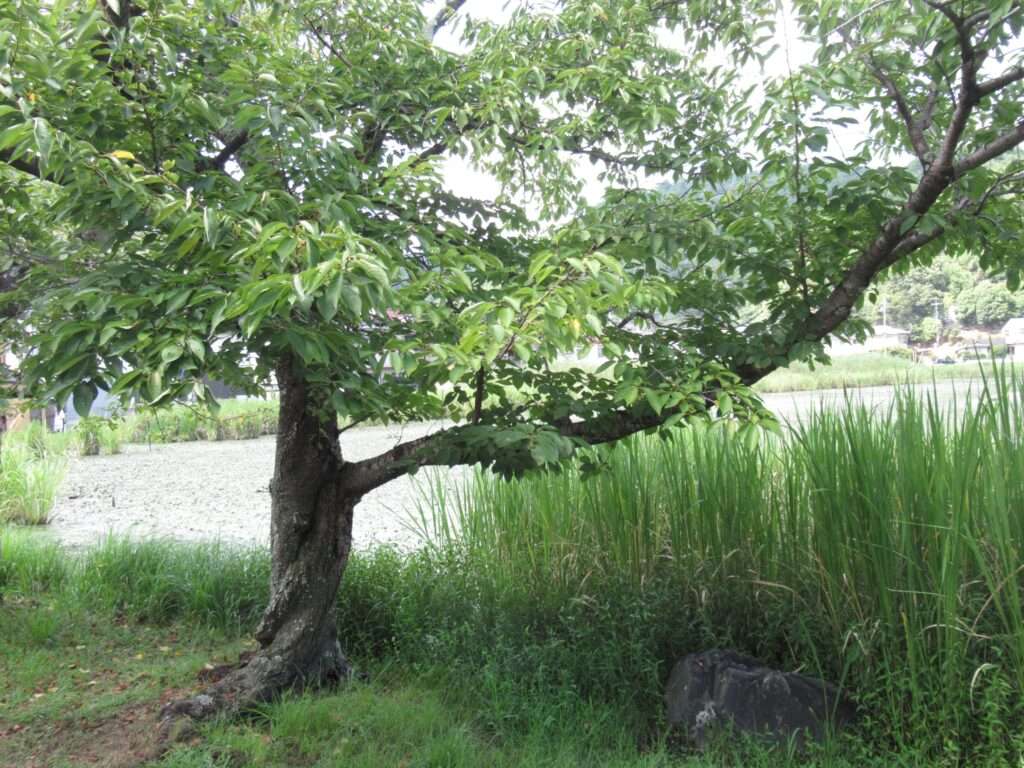 深泥池(京都市)