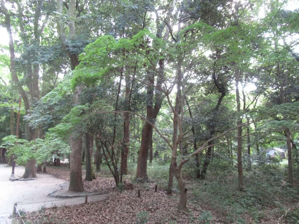 糺の森(京都市)