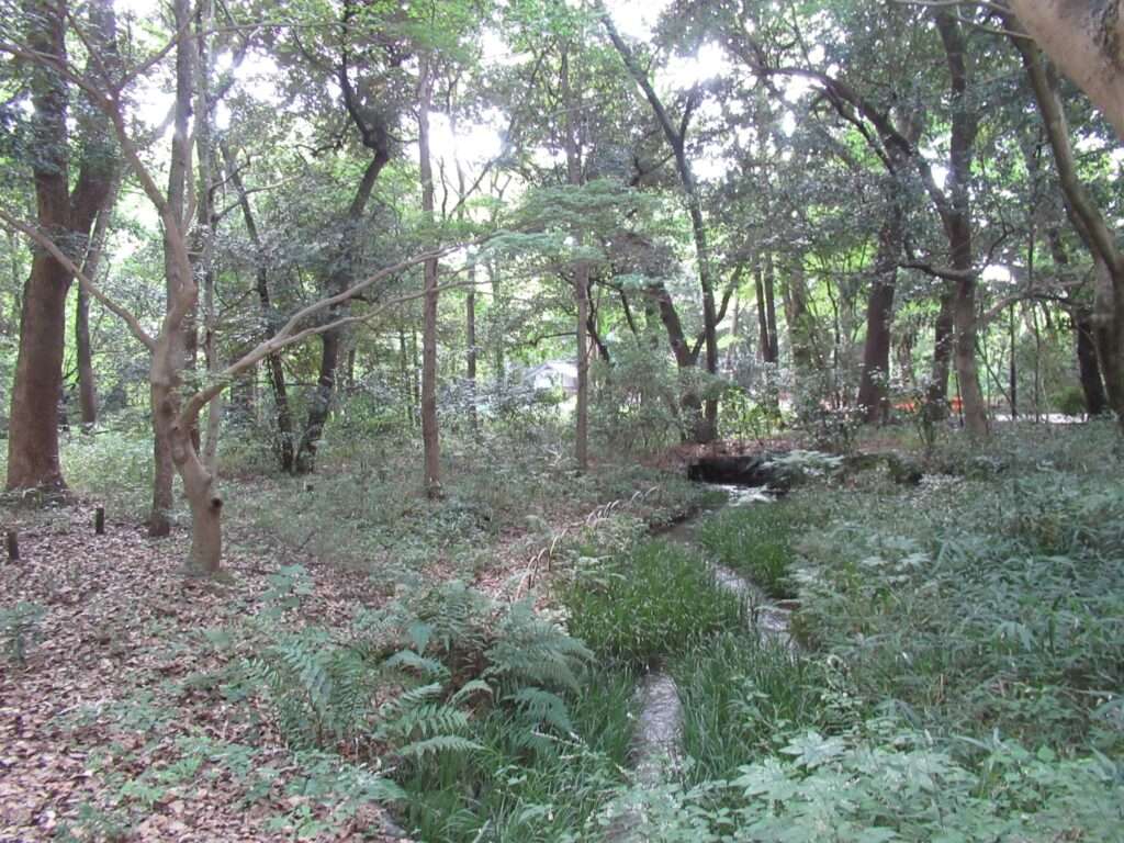 糺の森(京都市)