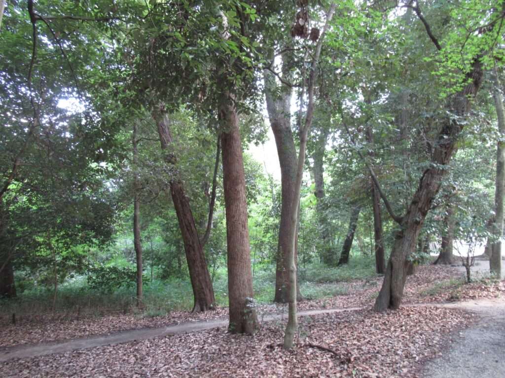 糺の森(京都市)