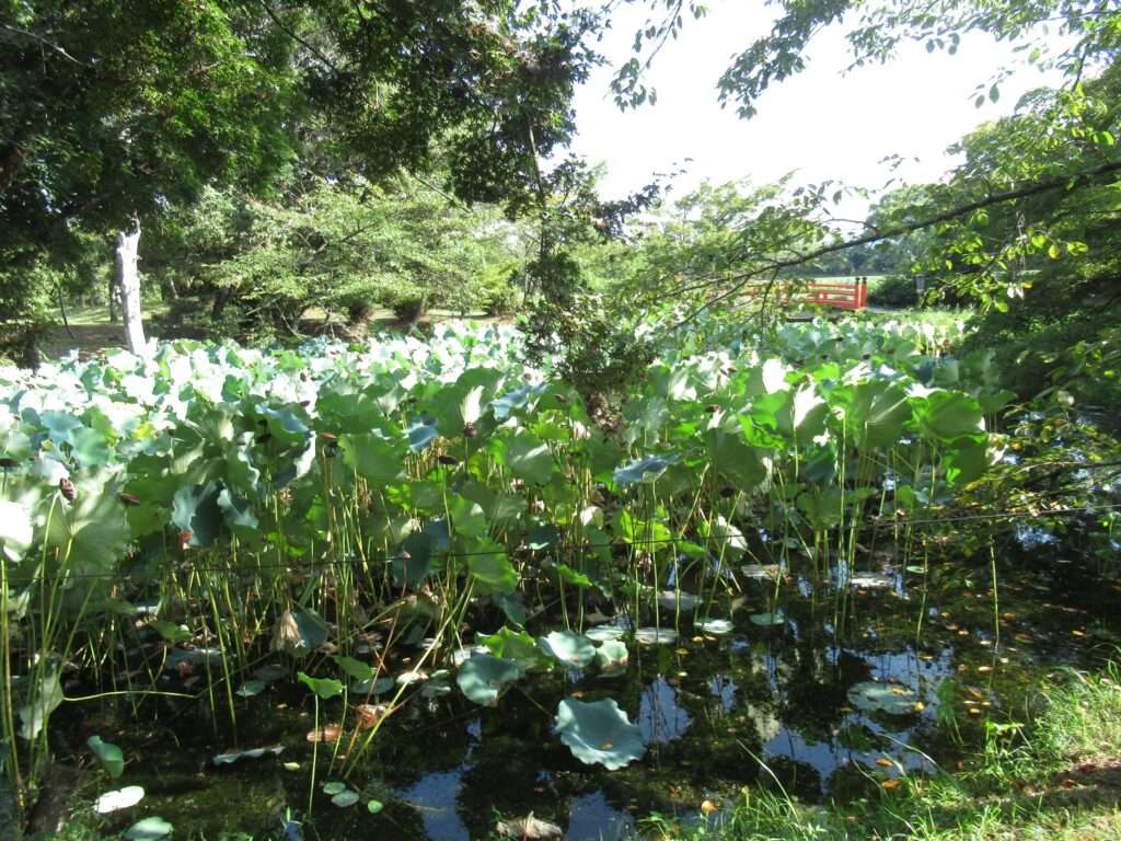 名古曽橋@大沢池