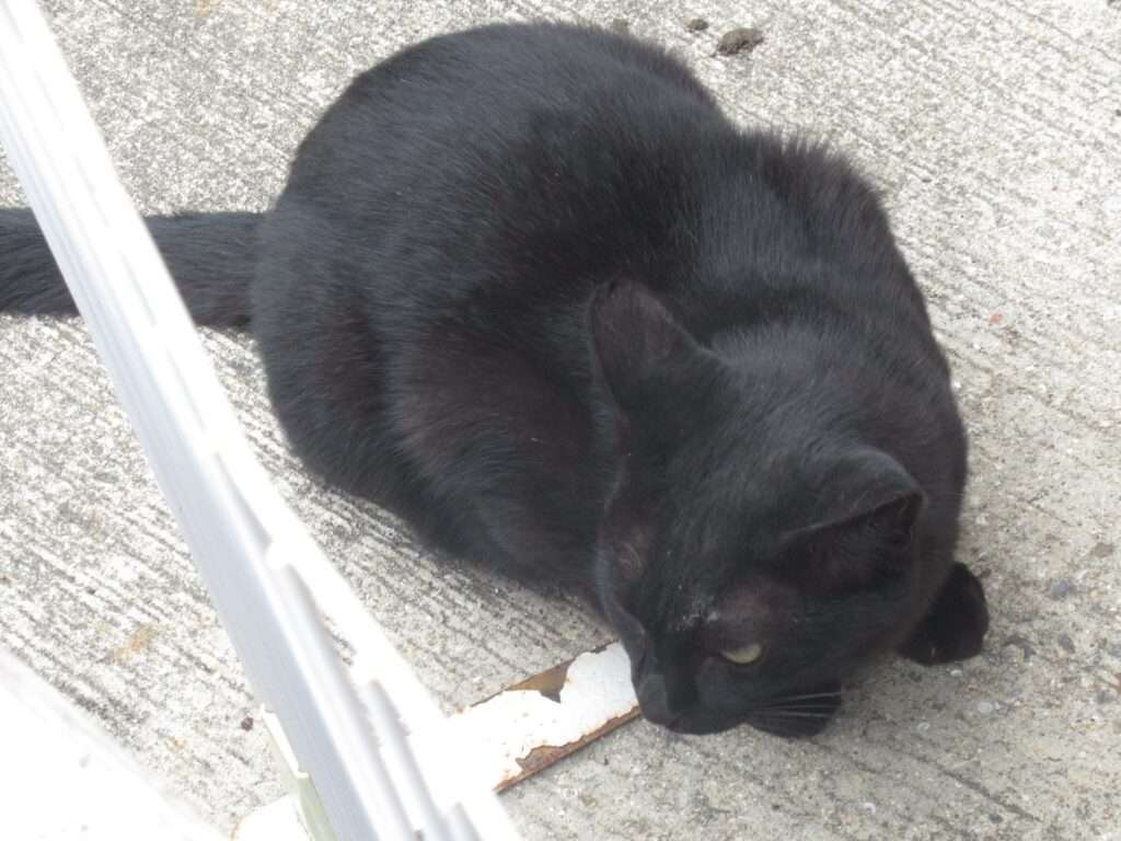 ニャンちゃん@タコタコ