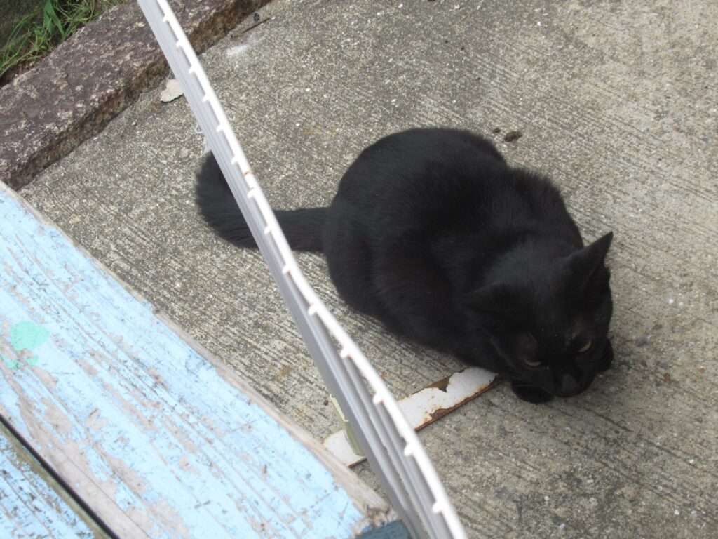 ニャンちゃん@タコタコ