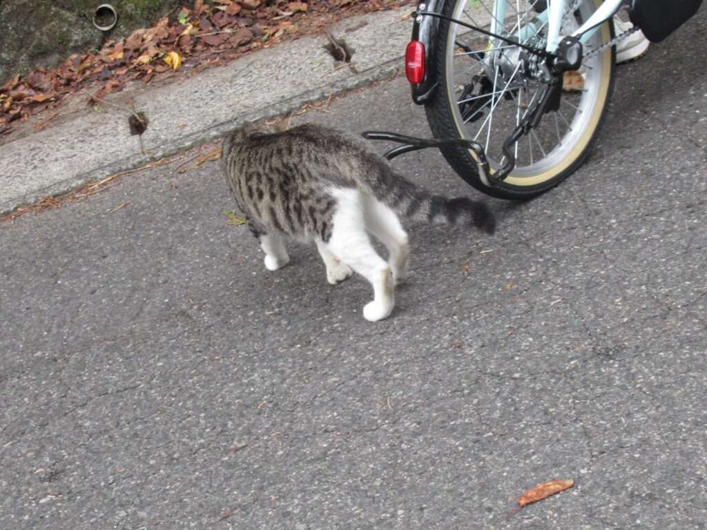 にゃんこ先生(直島町)