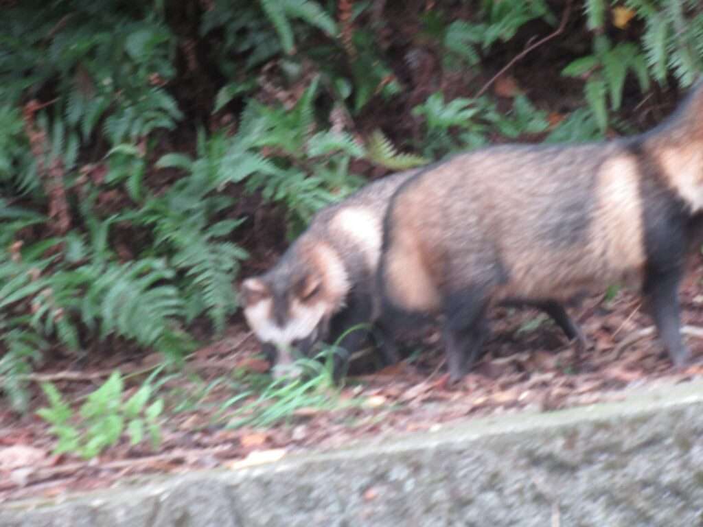 野生たぬたぬ(直島町)