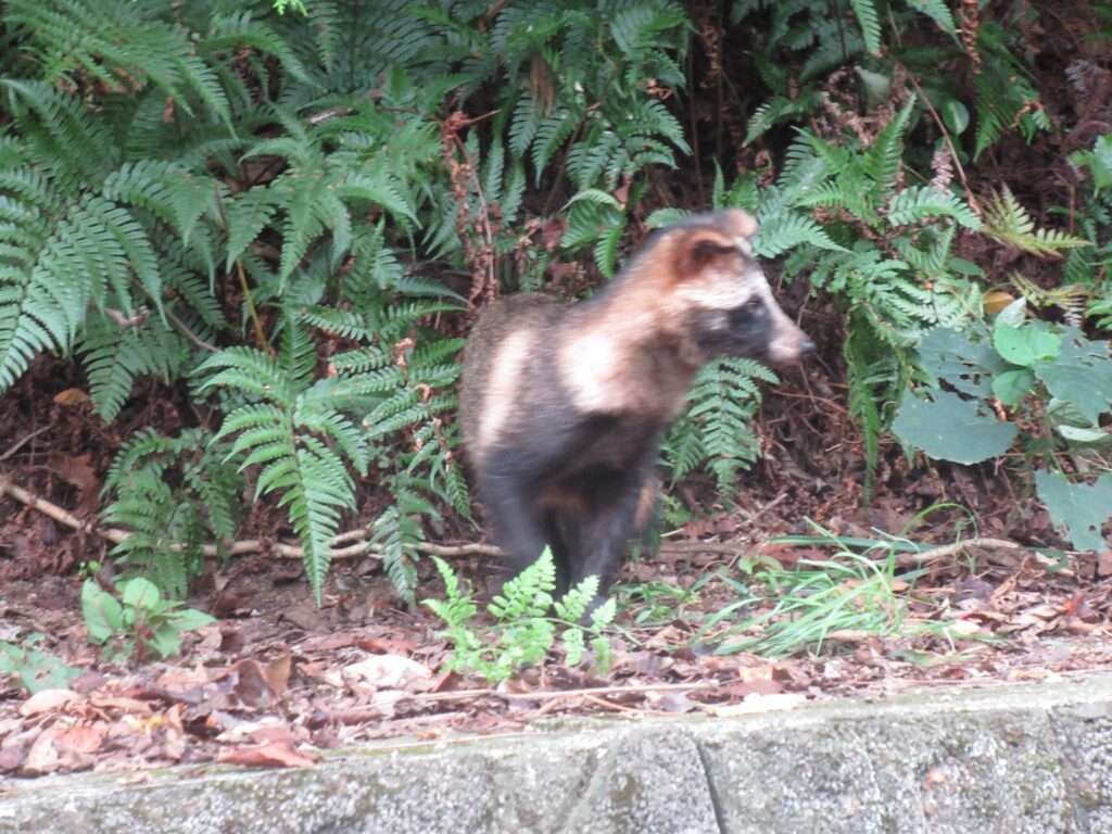 野生たぬたぬ(直島町)