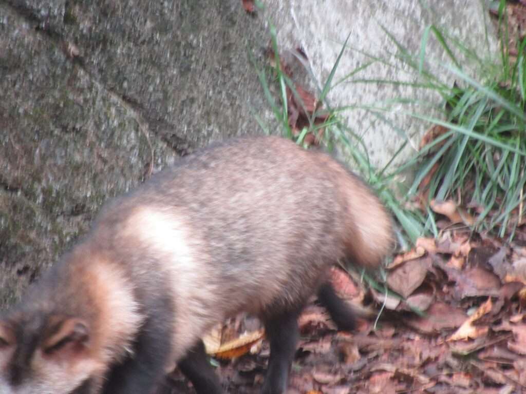 野生たぬたぬ(直島町)