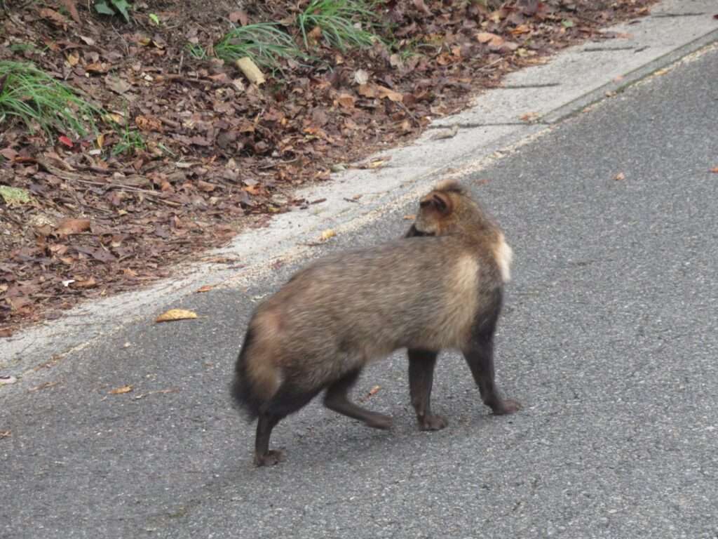 野生たぬたぬ(直島町)