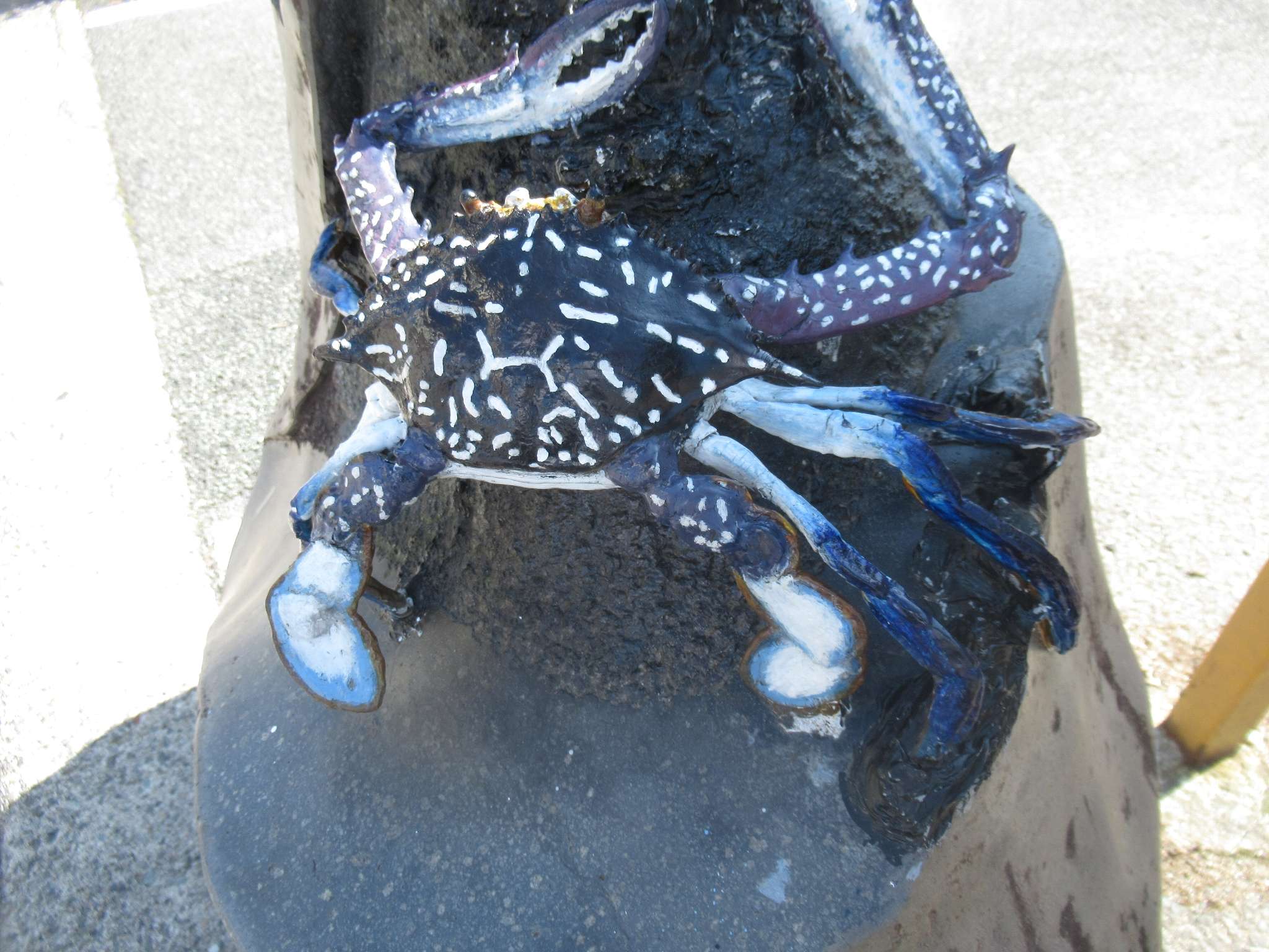 あおでがに@おさかなロード