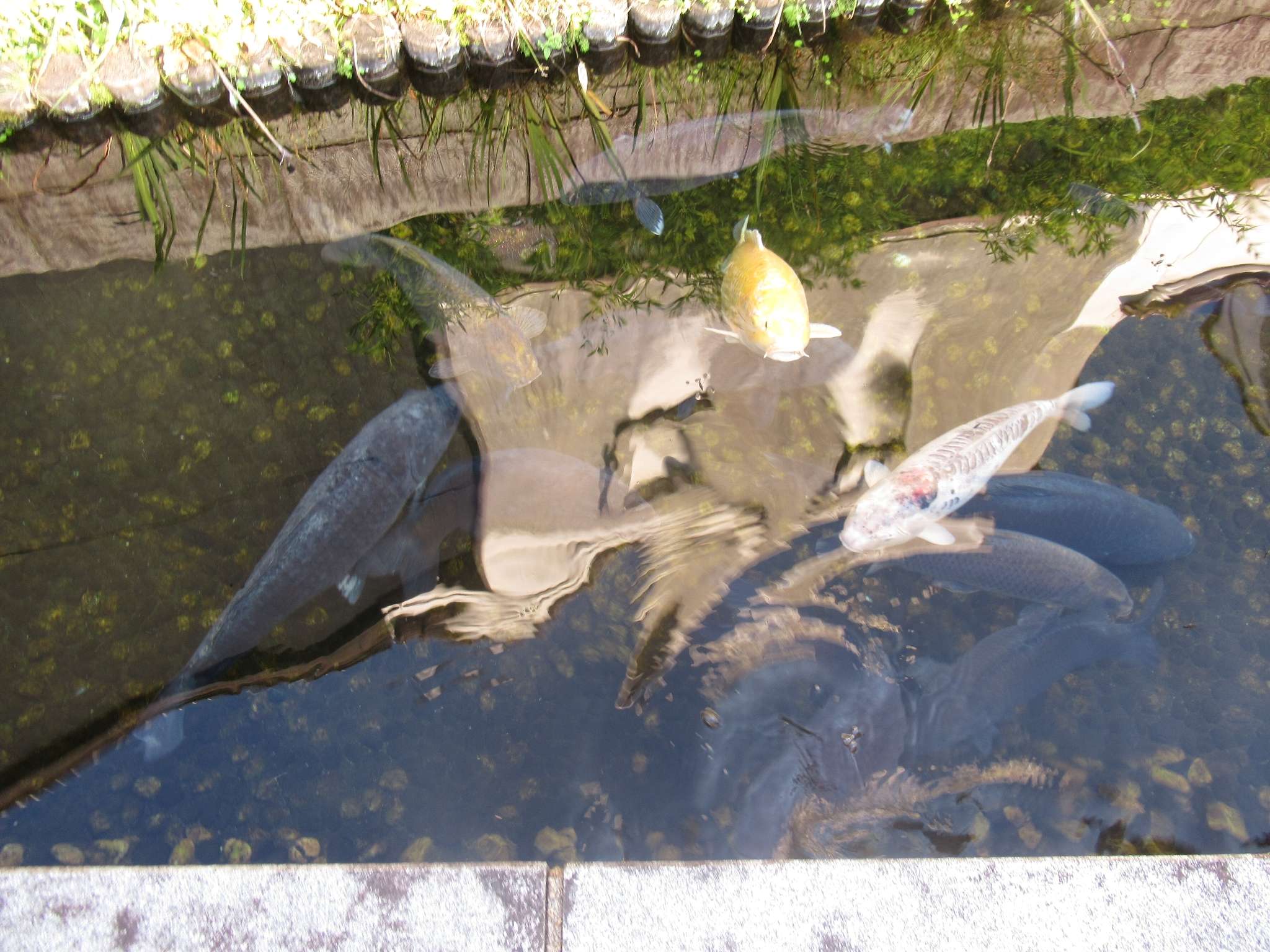かえる三態@打吹公園通り