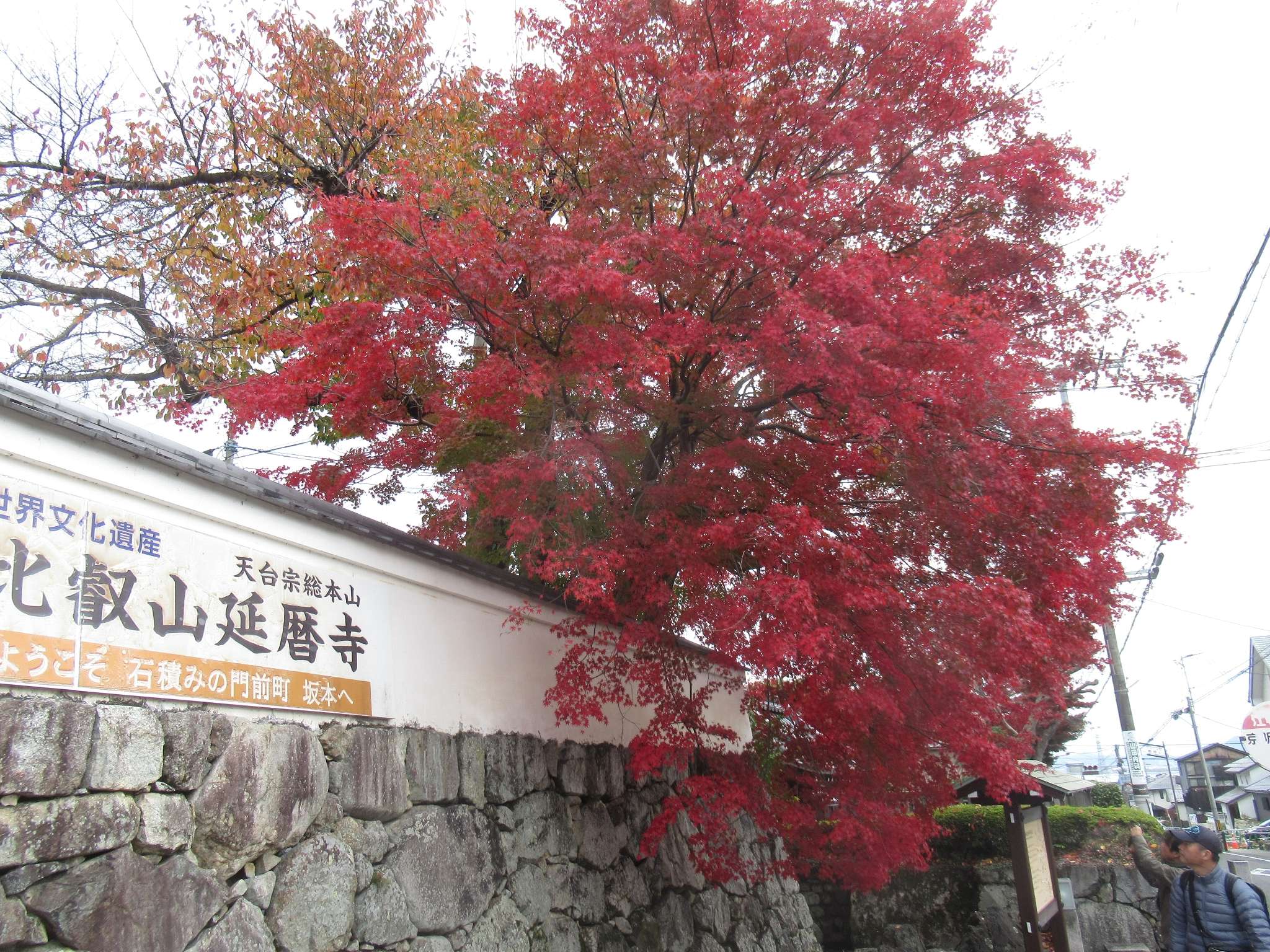 紅葉@坂本比叡山口駅
