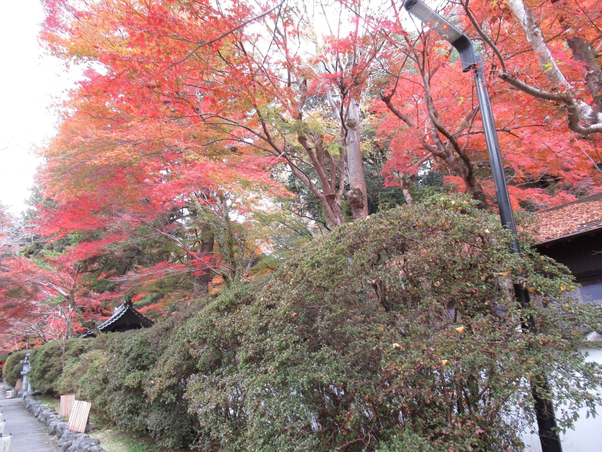 法輪院、拾翠園＆公風園@石山寺