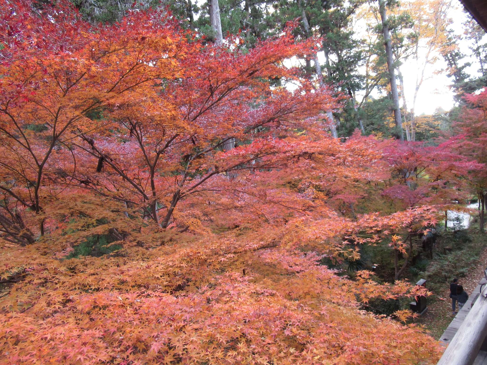 紅葉@石山寺