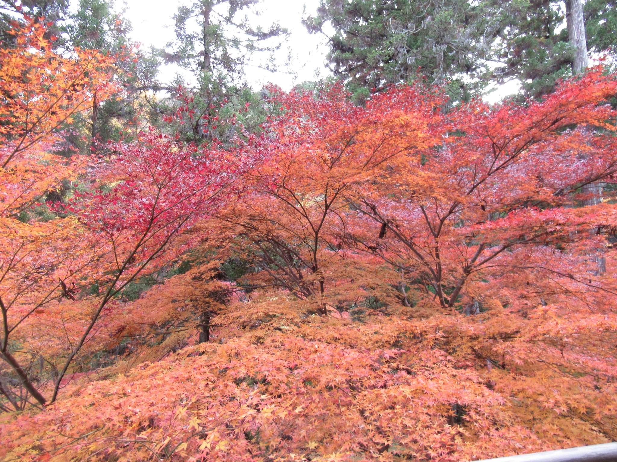 紅葉@石山寺