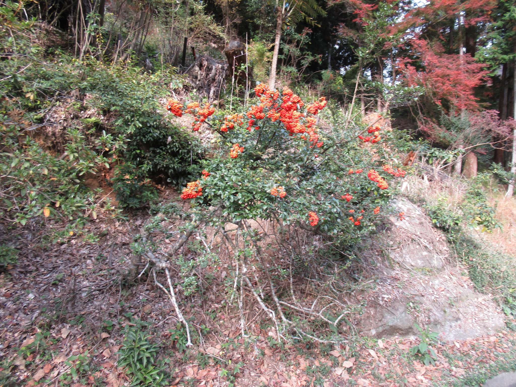 紅葉@石山寺