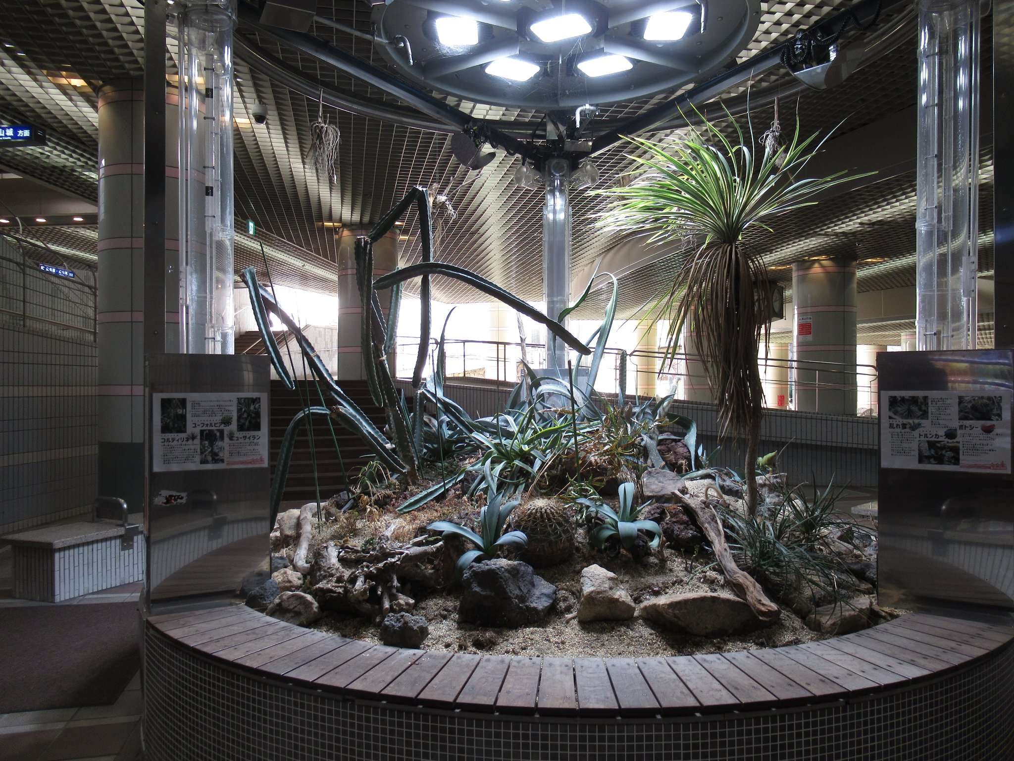 多肉植物園@しろちか