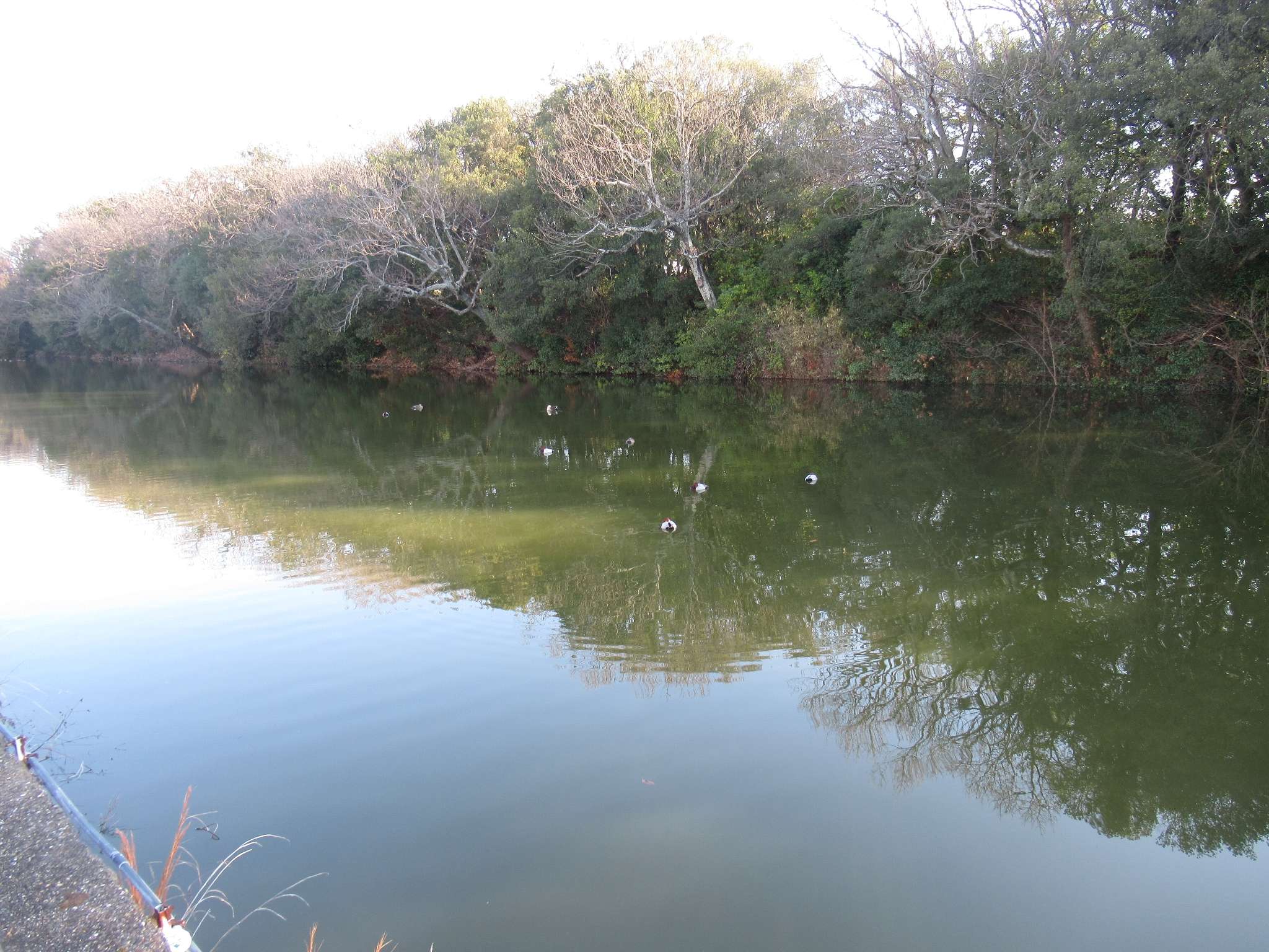 明石公園(明石市)