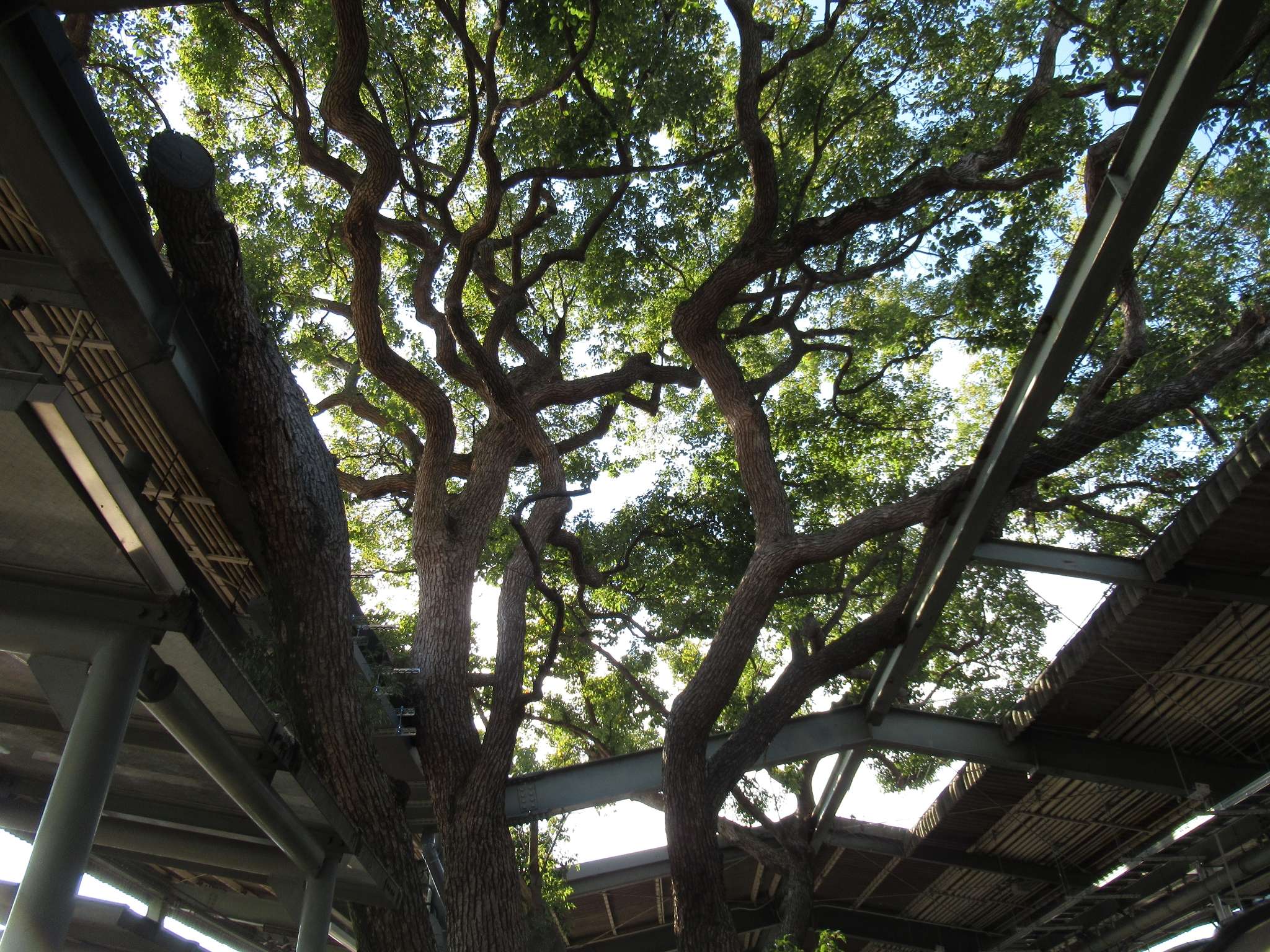 ホームの御神木@萱島駅