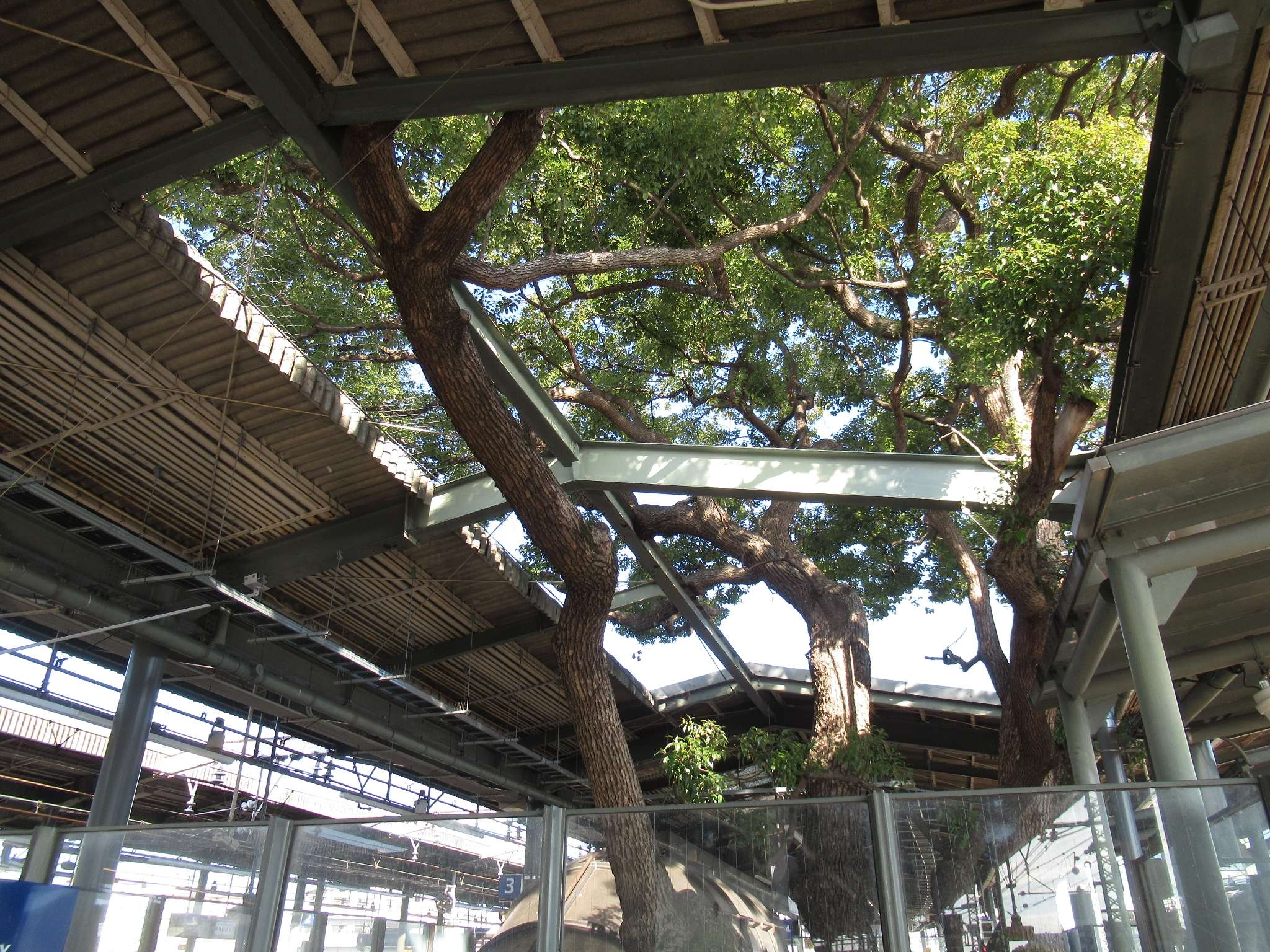 ホームの御神木@萱島駅