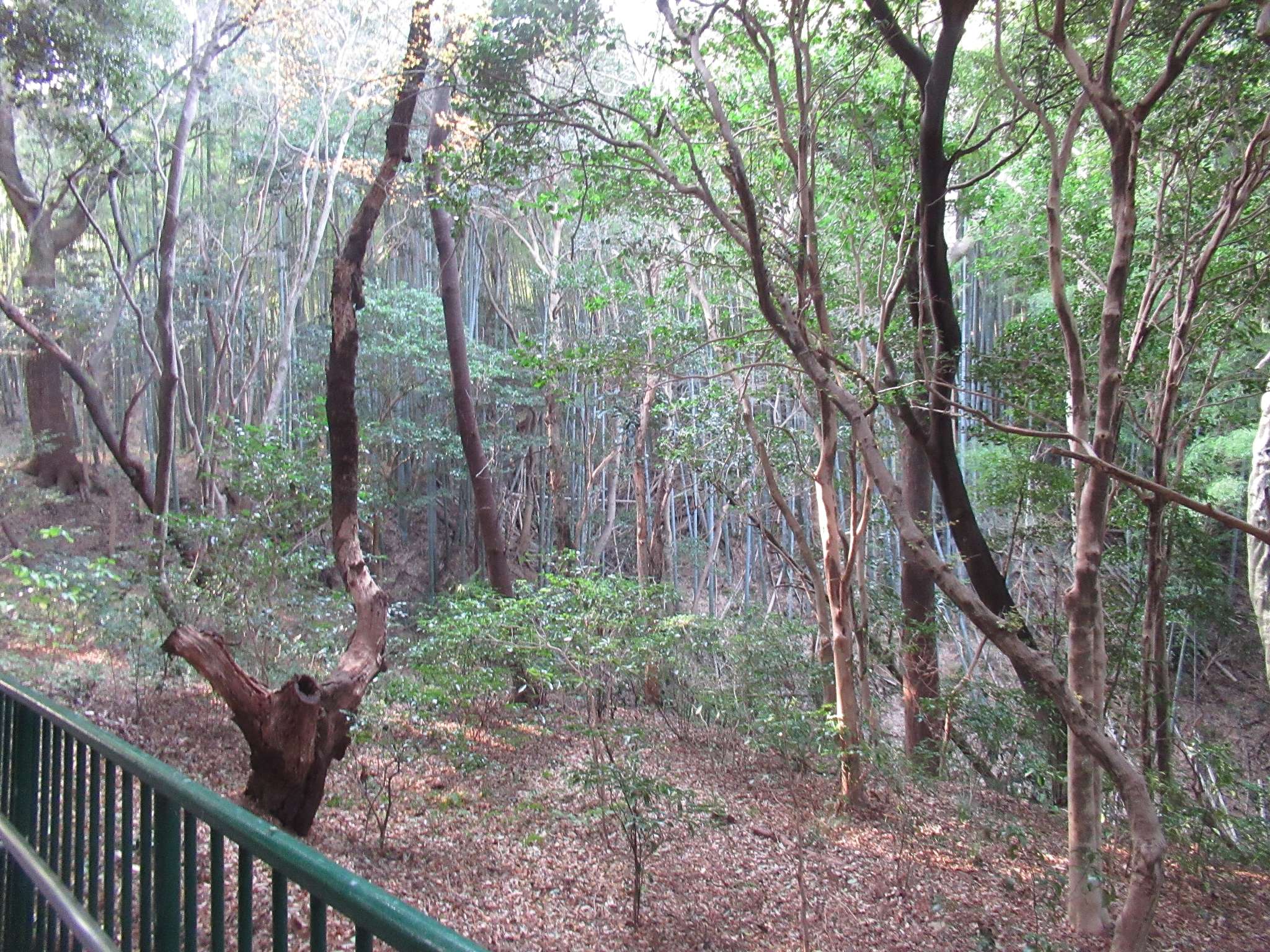 男山の竹@石清水八幡宮参道