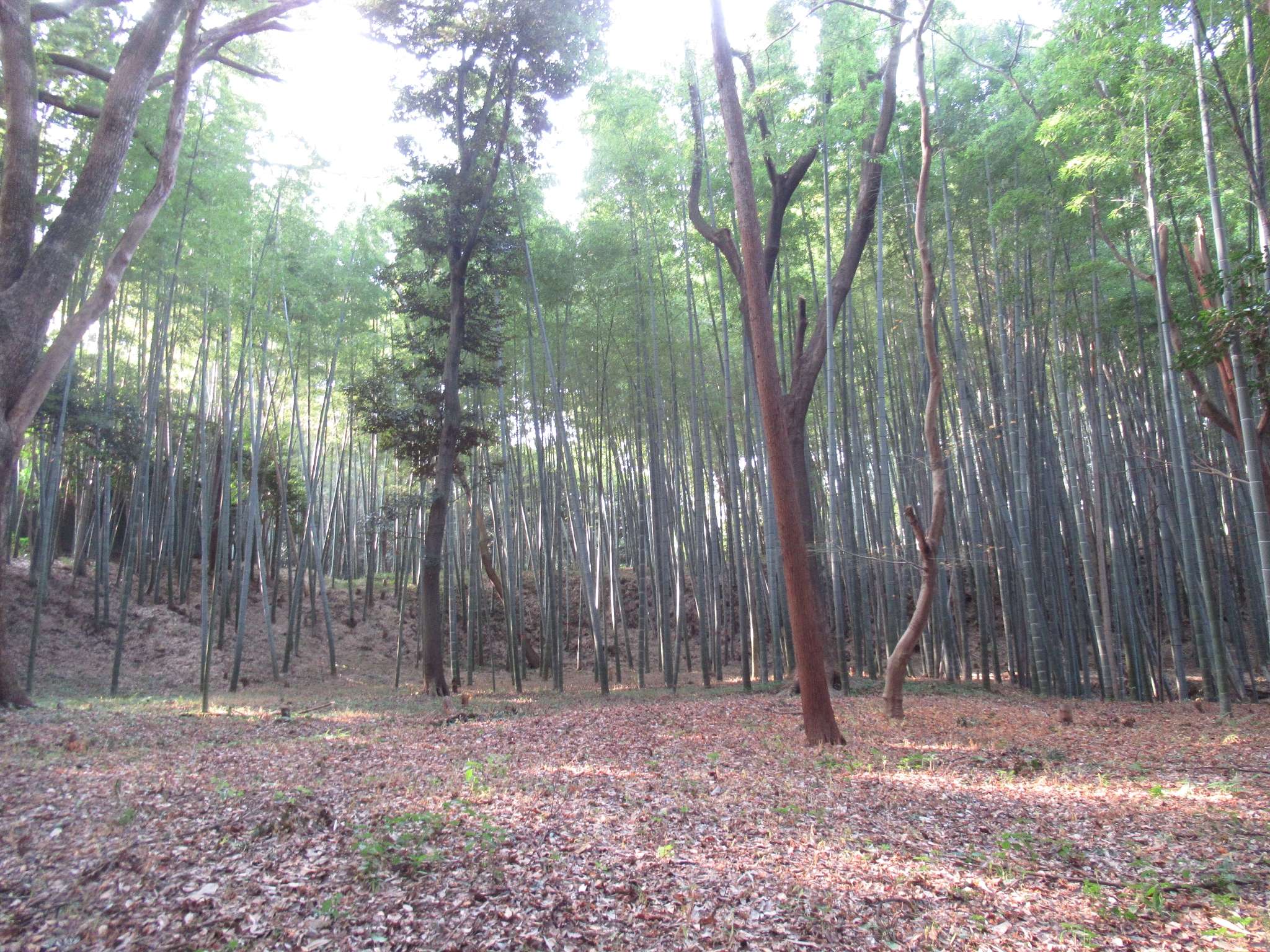 男山の竹@石清水八幡宮参道