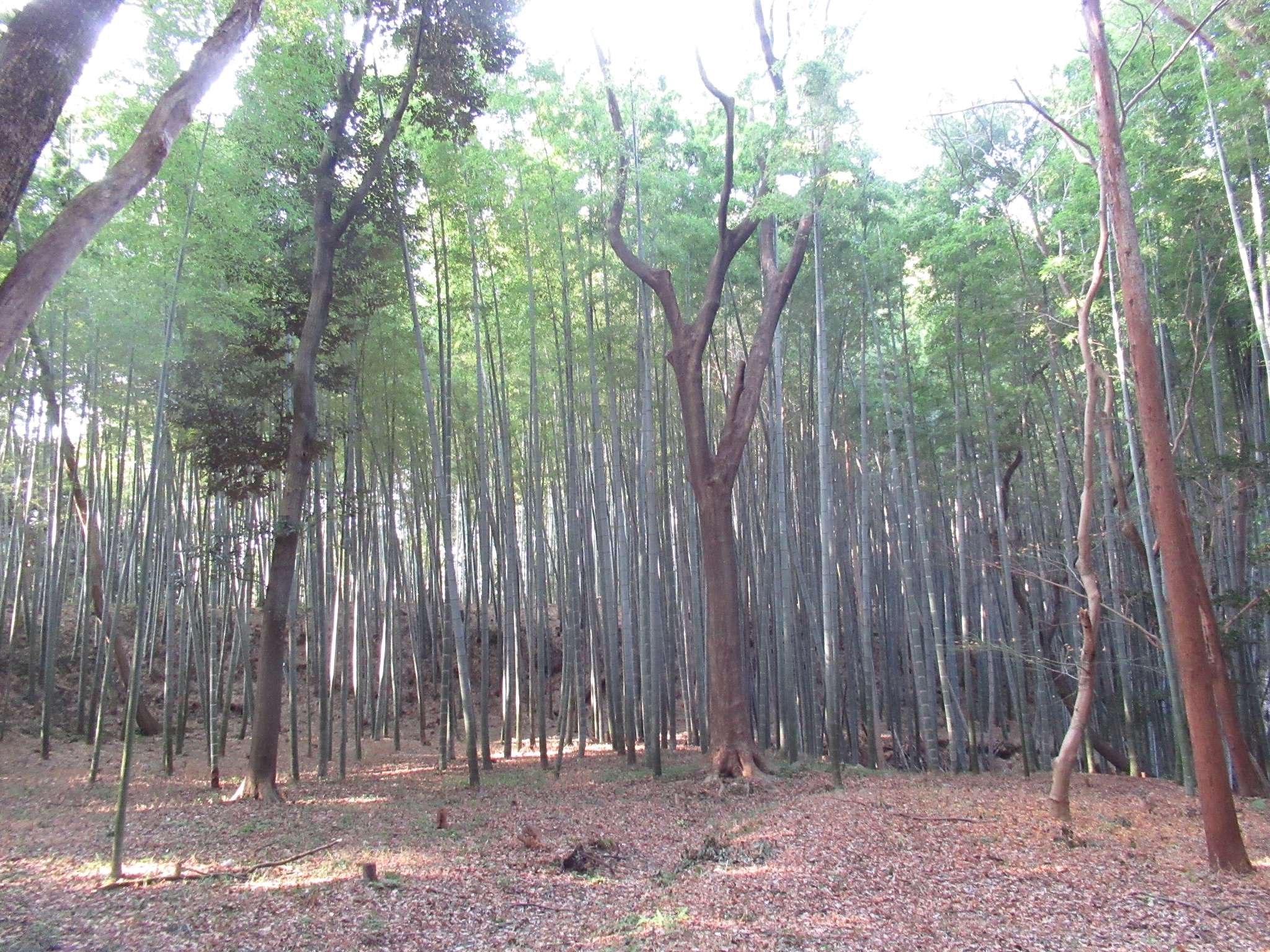 男山の竹@石清水八幡宮参道