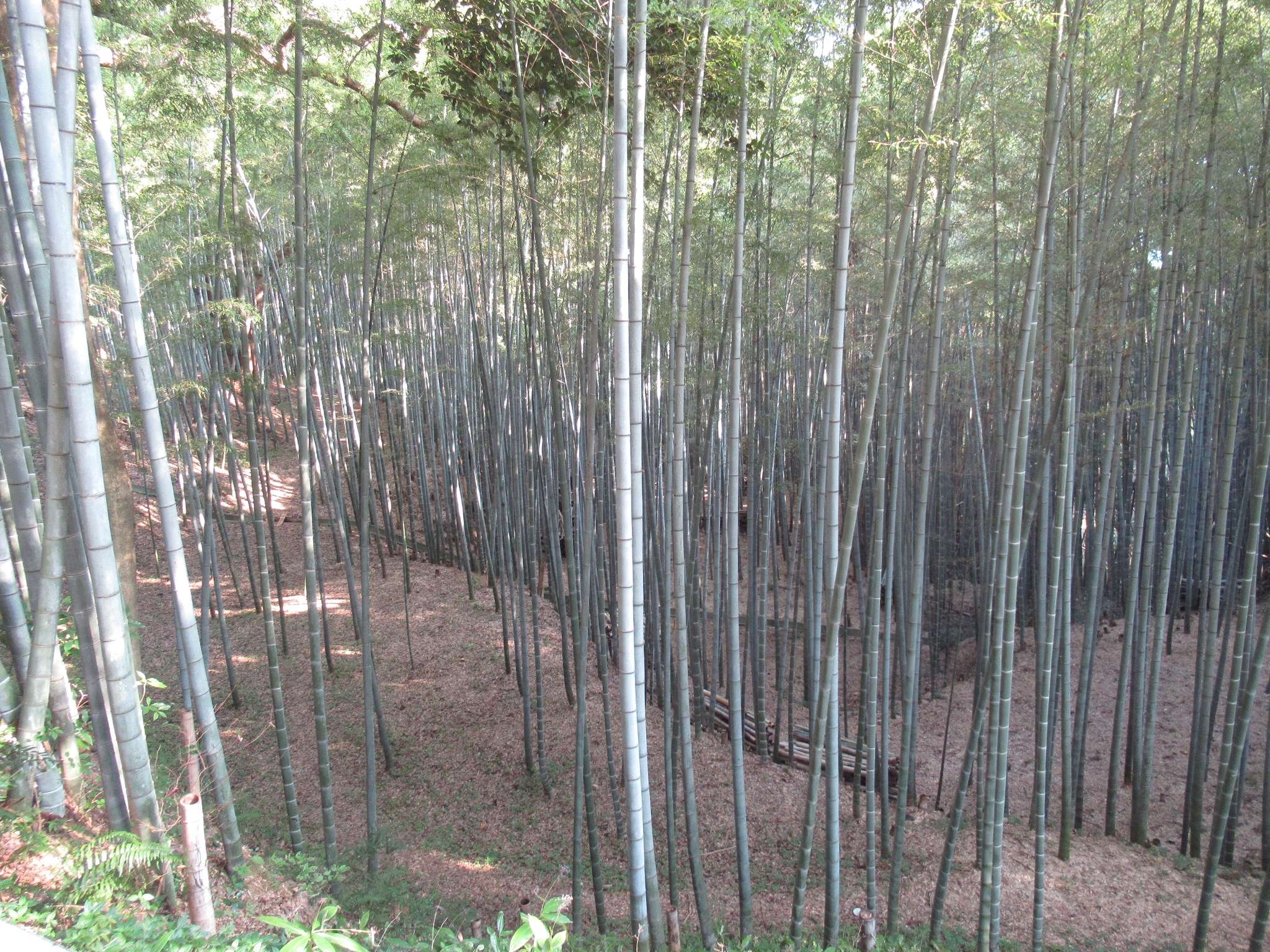 男山の竹@石清水八幡宮参道