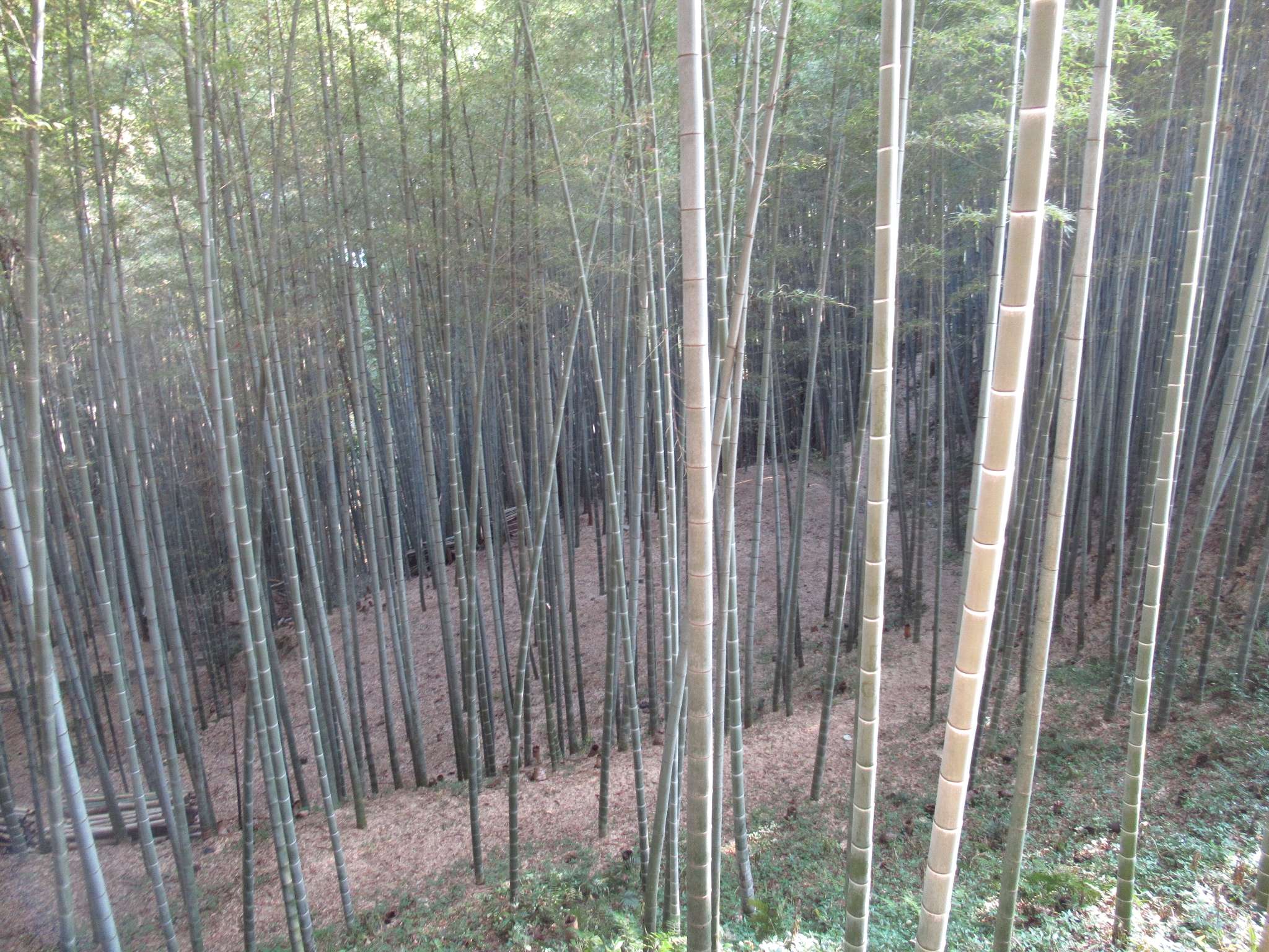 男山の竹@石清水八幡宮参道