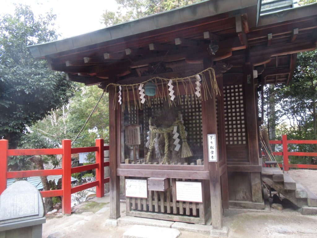 下り松古木@八大神社