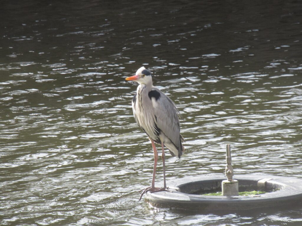 お堀の鳥さん@小倉城