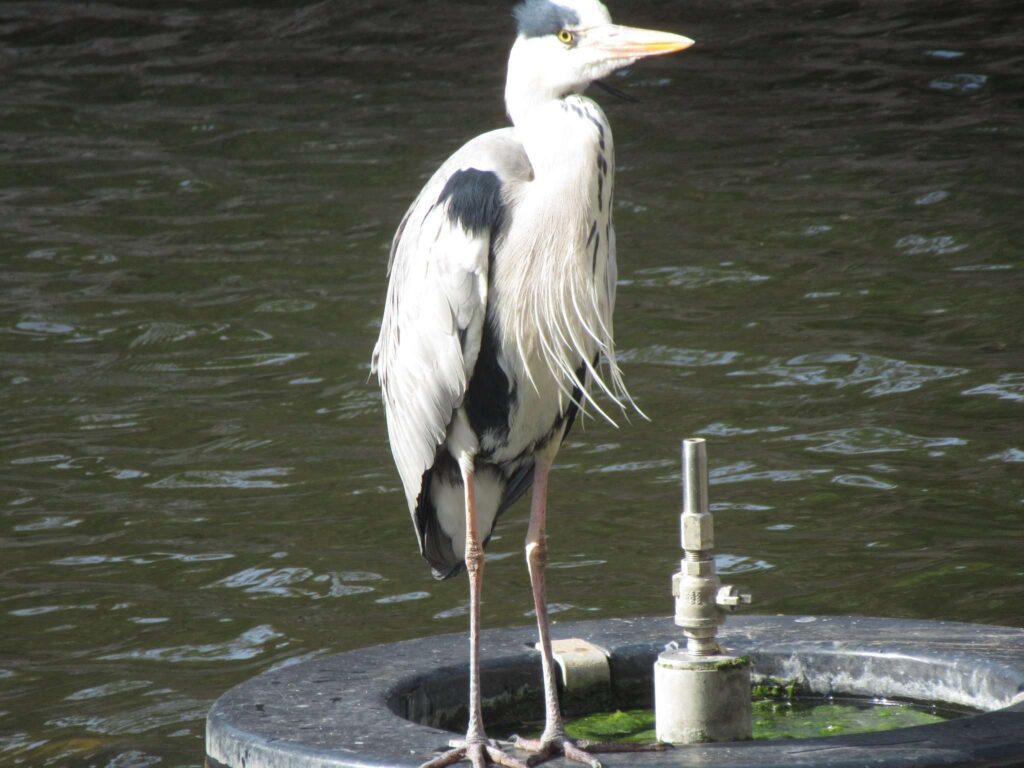 お堀の鳥さん@小倉城