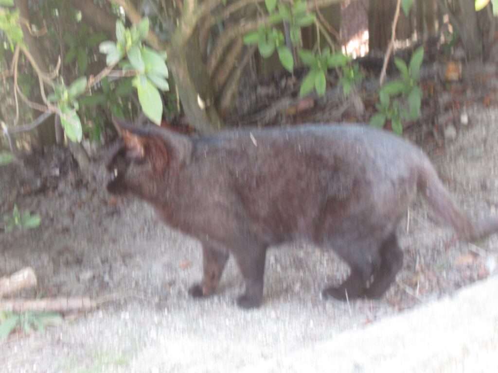 WILD CATS 先輩@王子が岳