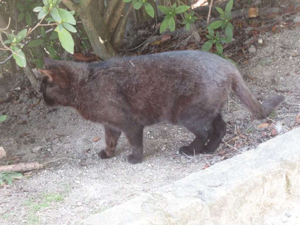 WILD CATS 先輩@王子が岳