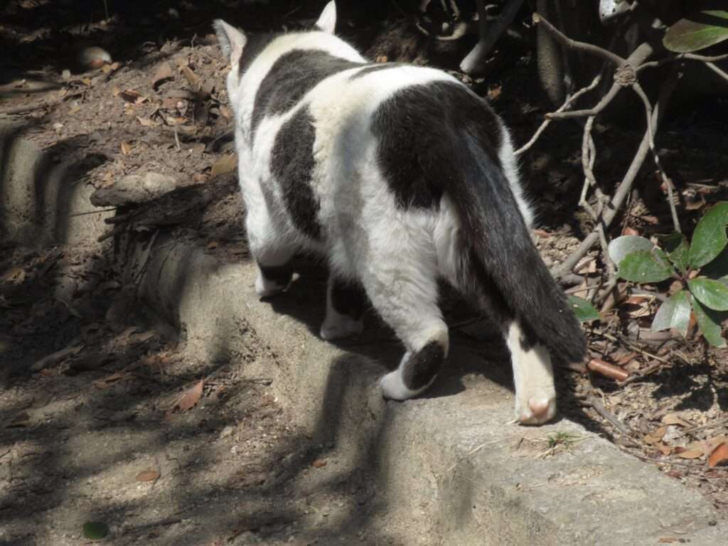 WILD CATS 先輩@王子が岳