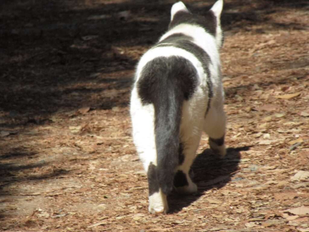 WILD CATS 先輩@王子が岳